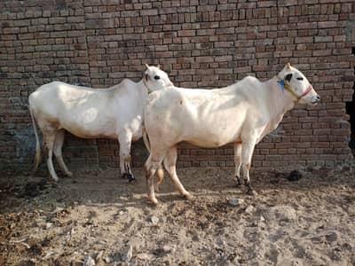 desy beautiful cows 02 for sale