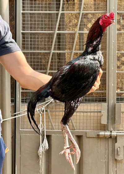 Aseel Thai /  Thai Rooster / Aseel Thai  / Aseel hens for sale