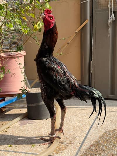 Aseel Thai /  Thai Rooster / Aseel Thai  / Aseel hens for sale