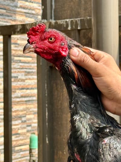 Aseel Thai /  Thai Rooster / Aseel Thai  / Aseel hens for sale