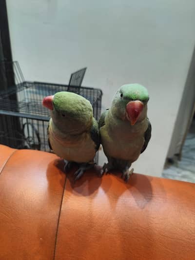 Raw Parrot pair Tamed