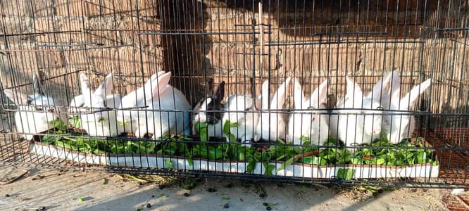 Rabbits bunnies and adult breeder pairs for sale healthy and actives