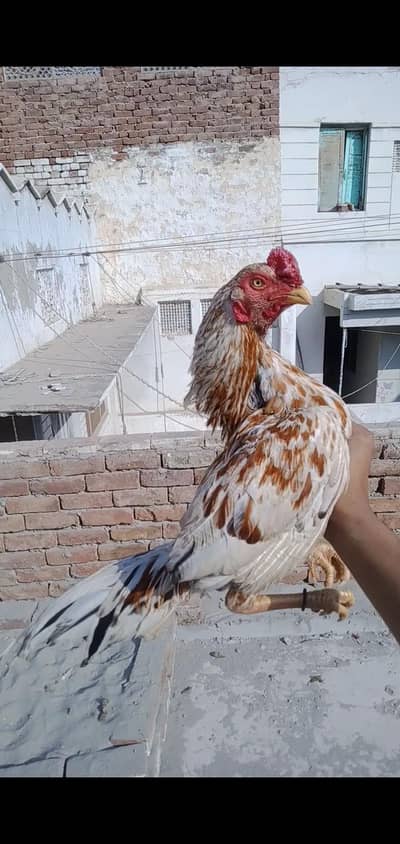murga for sale ha Whatsapp number 03265213565
