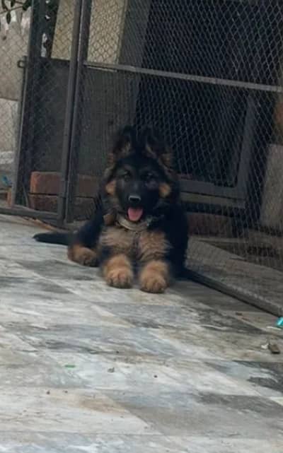 German Shepherd 03262839519
