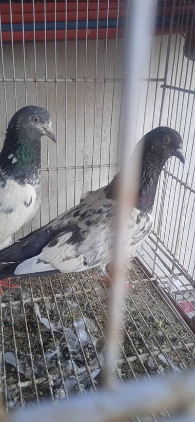 chapter faqeer gul cross male hai or golden female hai