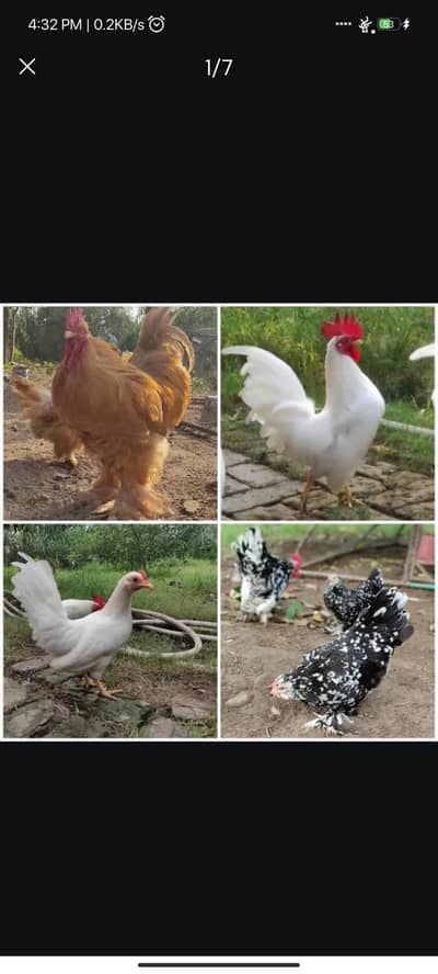 Fancy Chicks Milli Flower/English Game