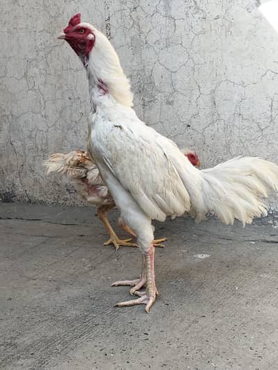 Heera Aseel mianwali