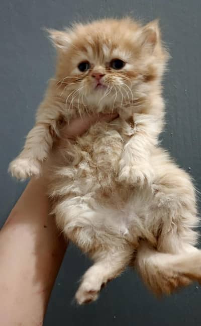 Persian kitten