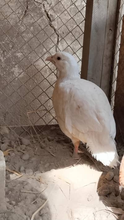 White Irani  Dakni Available For sell what's app +923086155755