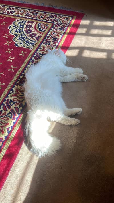 Pure Persian cat for sale
