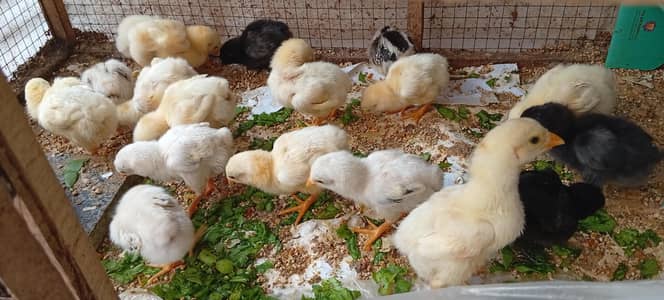 Shamo chicks for sale