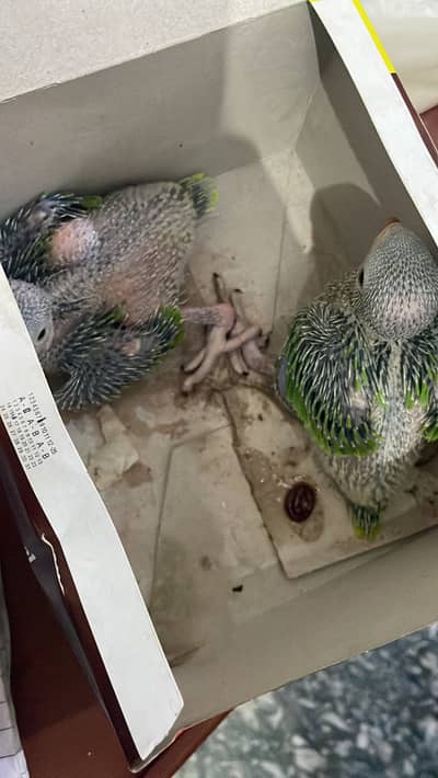 Parrot Baby chick