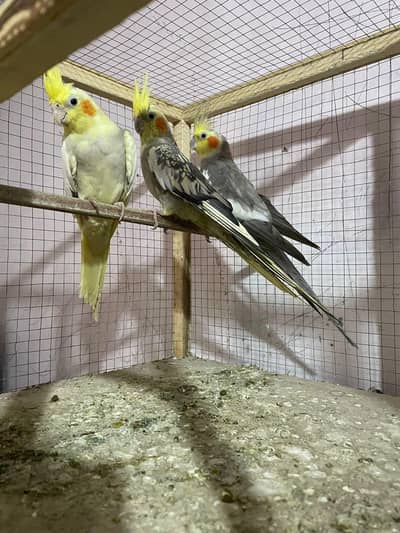 full pair h egg wala    is num p rabta krna 03084767689