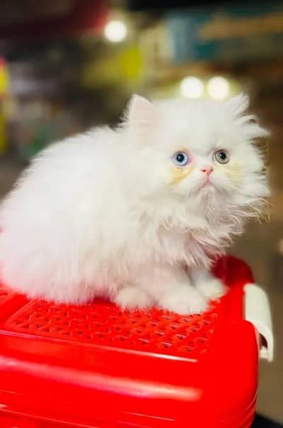 Persian cat for sale my WhatsApp number  0328=079=70=78=