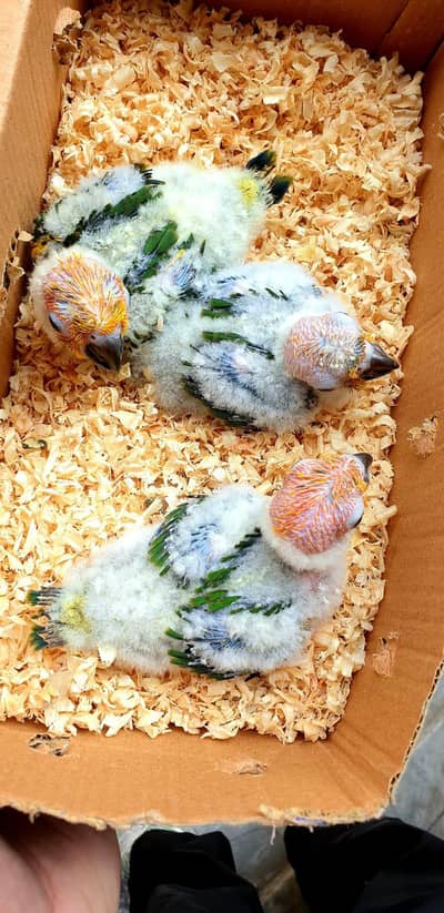 sunconor chick  0.3. 0.8. 5.4. 5.5. 1.2. 2. . call WhatsApp