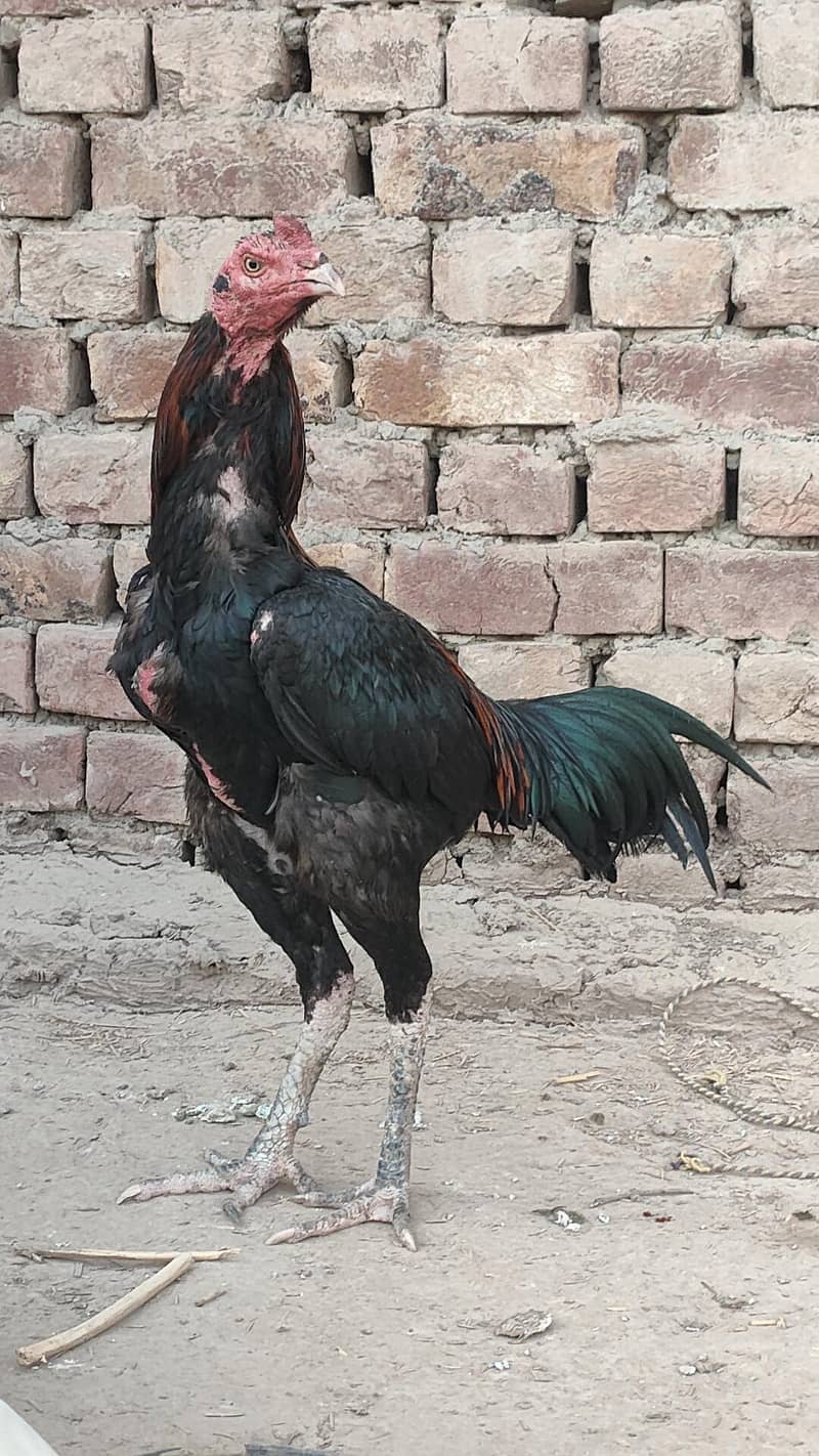 Aseel mazboot patha 1