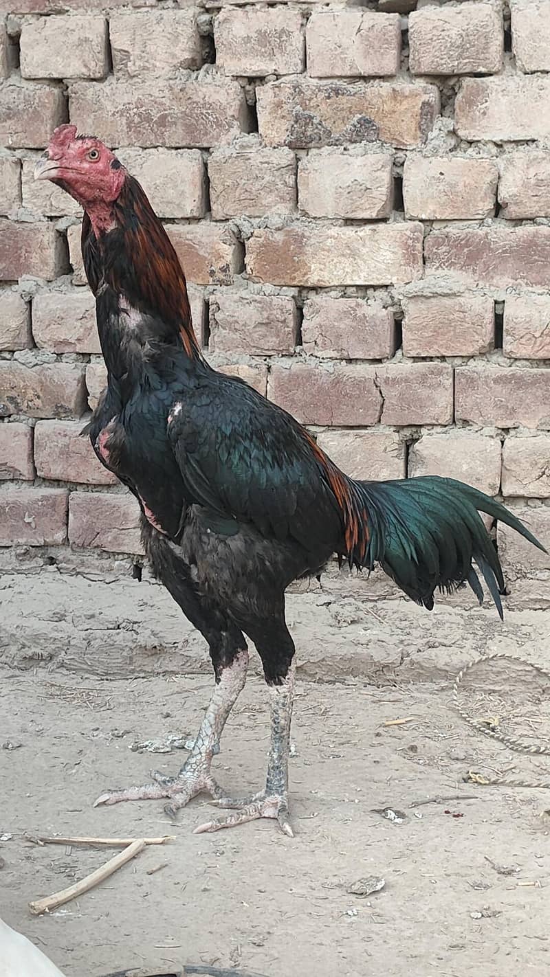 Aseel mazboot patha 2