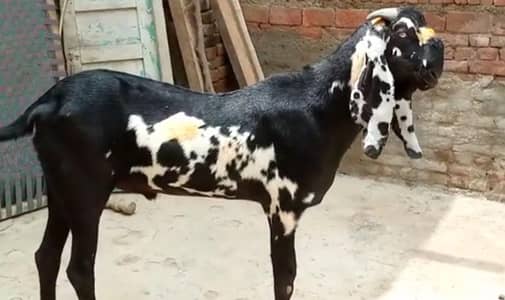 desi Bakra for sale/03274970754