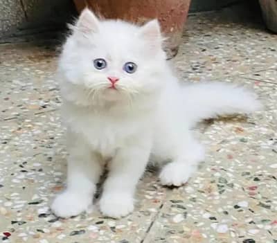 Persian female kitten for sale My WhatsApp number 03-29-26-68-929