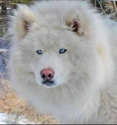 Alaskan Husky White Female For Sale