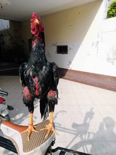 High quality mianwali lakha aseel breed