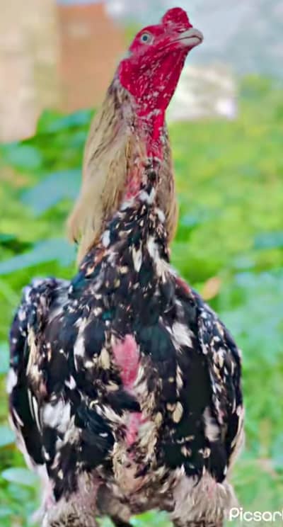 pure Aseel mianwali healthy ha taqreeban 3 kg weight ha