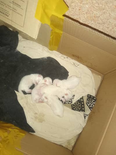 sky blue eyes white kitty