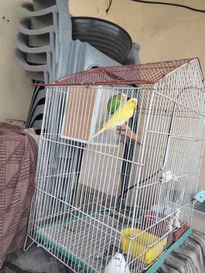 Budgies pair for sale with 2 eggs and cage