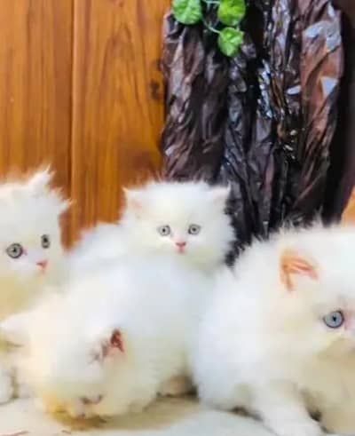 Persian female kitten for sale My WhatsApp number 03-29-26-68-929