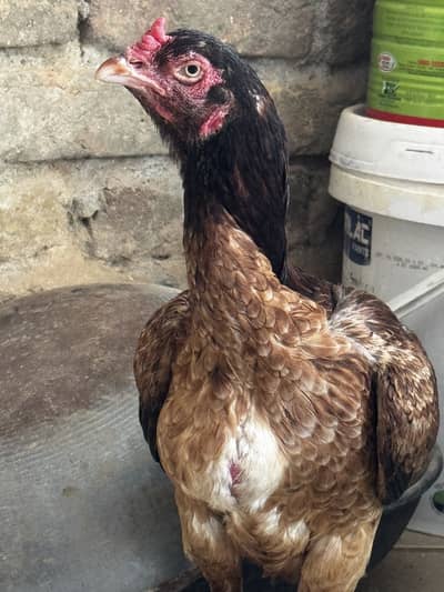 aseel lakhi hen kili taji