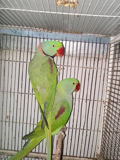 Alexander kashmiri Pahari breeding pair for sale