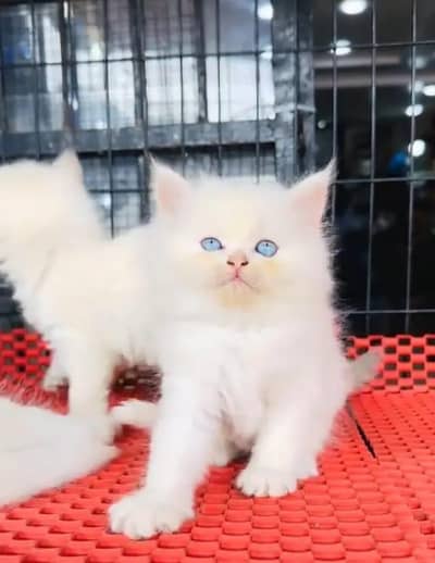 Persian cat 2 month age My WhatsApp 03441678120 for sale
