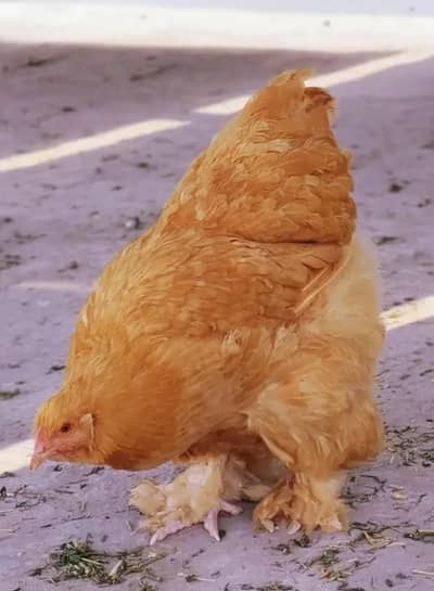 heavi gulden buff hen