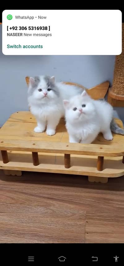 Quality Persian Punch face cat & kitten is 03233614642 WhatsApp