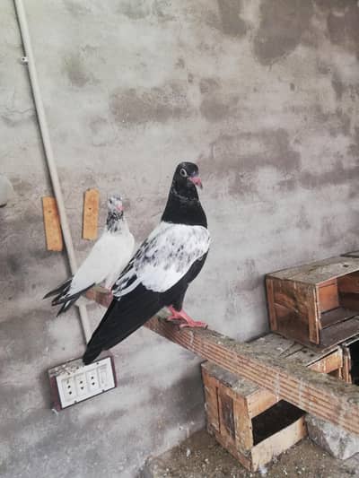 chapry + golden + qasoori+ rampuri  granted baby pigeon