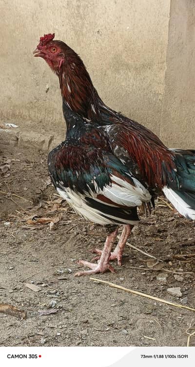 Aseel paths for sale