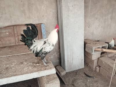 Rooster Egyptian Fayoumi (Pure Misri)