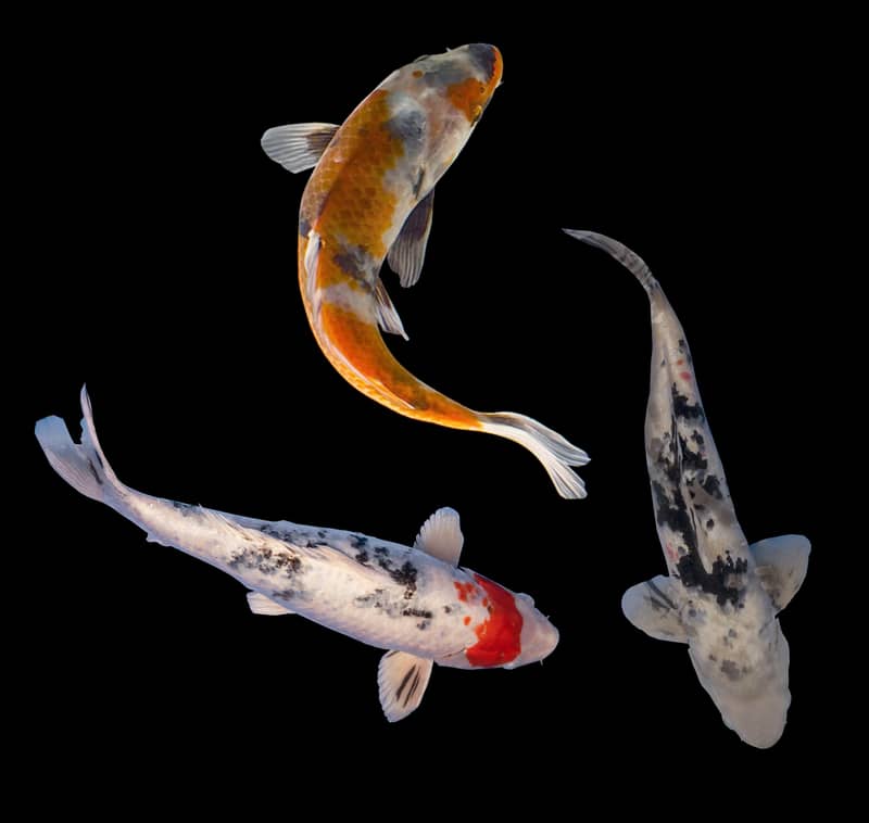 koi fish 1