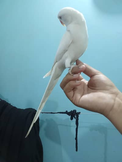 color Ring neck hand tame