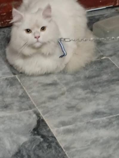 03007390198urjunt sale