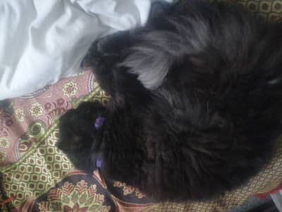 Persian cats hain 03137700616 whatsapp