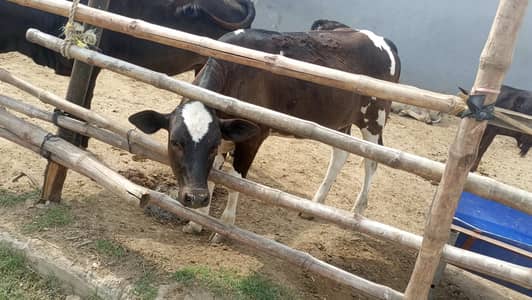 Pure frozen wachi age 5 month