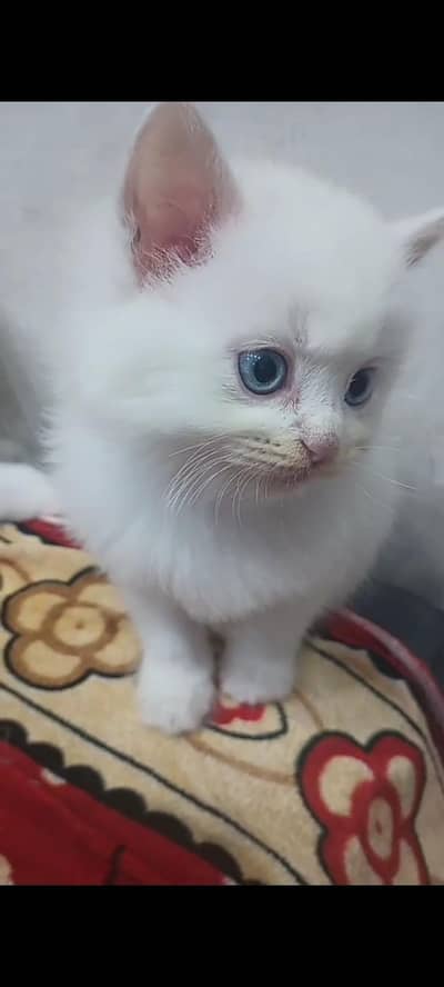 White Persian Kittens