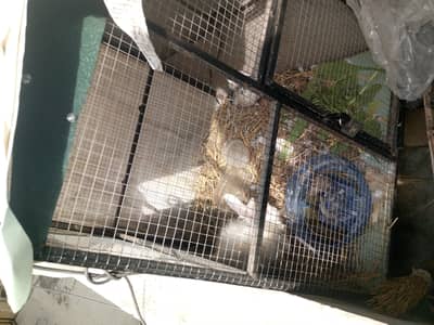 Angora Rabbit one tedy pegion nd cage for sale