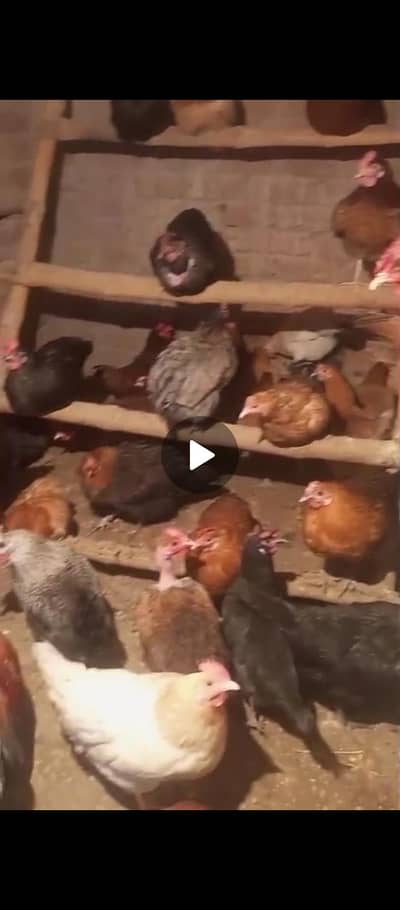 Goldeen misri hens (egg laying)