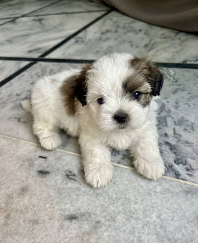 Shihtzu male puppy 03075273683