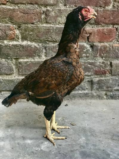 Pure Mianwali Aseeel Hen