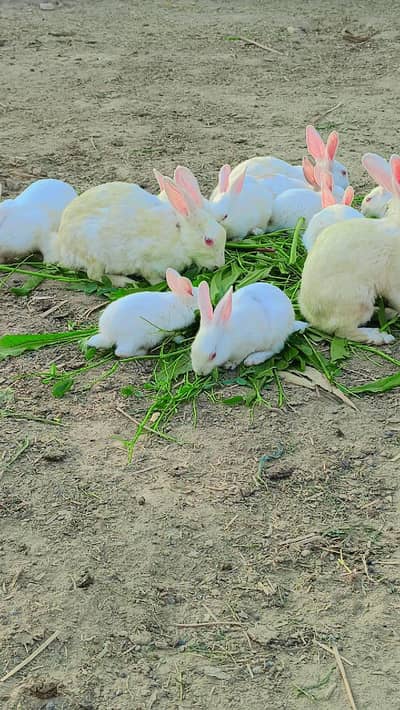 bht hi achi nasal argent sale krny han