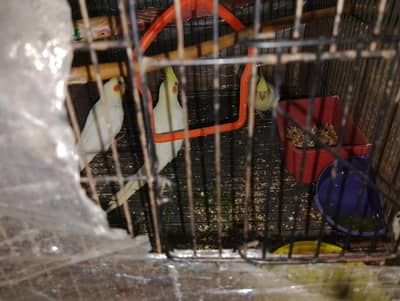 inno cocktail ky bachy hai age 4 maa hai Abe fast bread hai