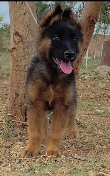 German Shepherd | long coat German Shepherd | male puppy | gsd dog